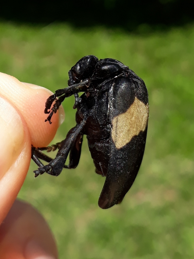 Tetraonyx albomaculatus