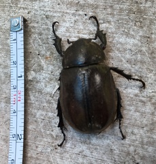 Xylotrupes gideon gideon
