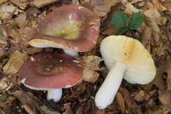 Russula romellii