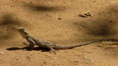 Agama agama