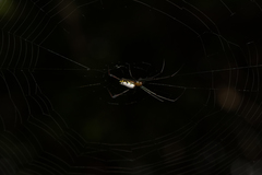 Leucauge taiwanica