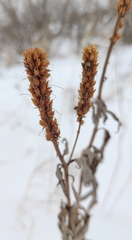 Veronicastrum sibiricum