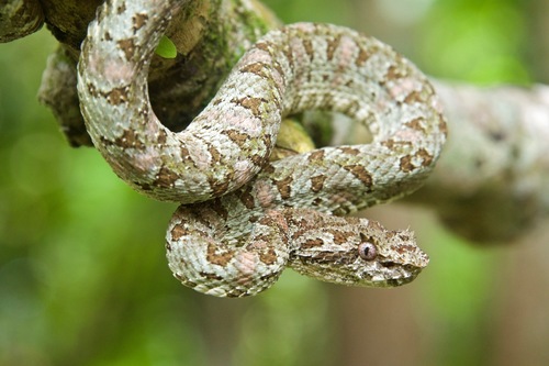 Central American Eyelash-Viper, photo 4 of 10