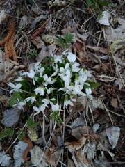 Viola alba alba