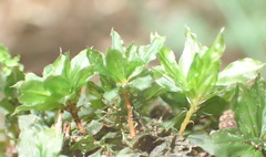 Rhodobryum umbraculum