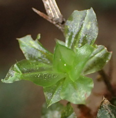 Rhodobryum umbraculum