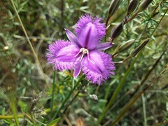 Thysanotus tuberosus tuberosus