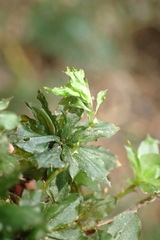 Rhodobryum umbraculum