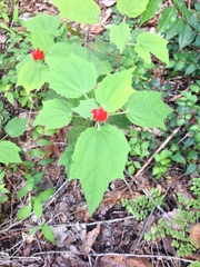 Malvaviscus arboreus drummondii