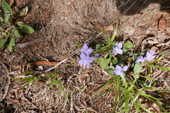 Viola rupestris