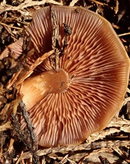 Gymnopus
