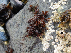 Nothogenia fastigiata