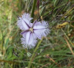 Thysanotus tuberosus tuberosus