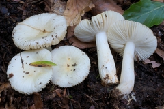 Russula innocua