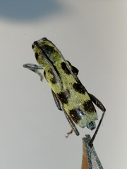 Chlorophorus herbstii