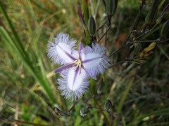 Thysanotus tuberosus tuberosus
