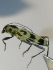 Chlorophorus herbstii