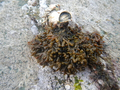 Caepidium antarcticum