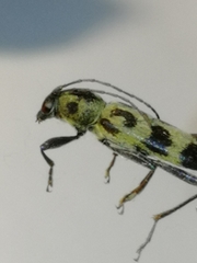 Chlorophorus herbstii