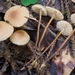 Marasmius torquescens - Photo (c) Marco Floriani, some rights reserved (CC BY-NC), uploaded by Marco Floriani