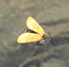 Setina flavicans