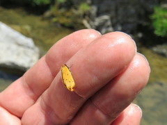 Setina flavicans