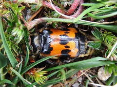 Nicrophorus vestigator