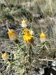 Doniophyton anomalum