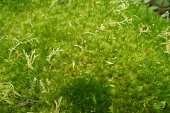 Campylopus arctocarpus madecassus