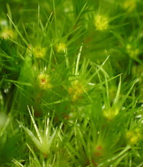 Campylopus arctocarpus madecassus