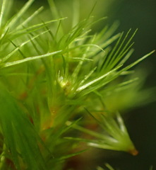 Campylopus arctocarpus madecassus