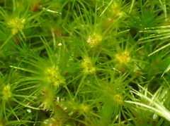 Campylopus arctocarpus madecassus