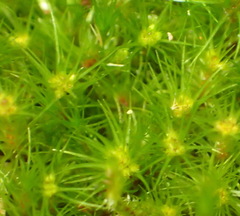 Campylopus arctocarpus madecassus