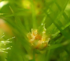 Campylopus arctocarpus madecassus