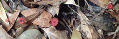 Cruentomycena viscidocruenta