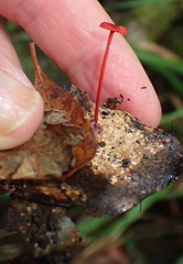 Cruentomycena viscidocruenta