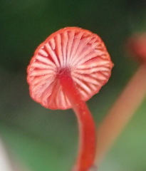 Cruentomycena viscidocruenta
