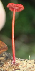 Cruentomycena viscidocruenta