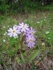 Primula finmarchica