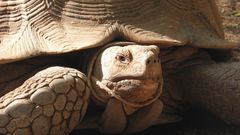 Centrochelys sulcata