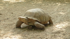 Centrochelys sulcata