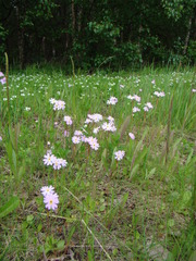 Primula finmarchica