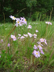 Primula finmarchica