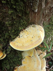 Laetiporus baudonii
