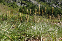Plantago maritima serpentina