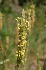 Plantago maritima serpentina