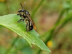 Neocorynura