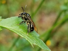 Neocorynura