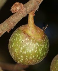 Apocrypta guineensis