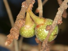 Apocrypta guineensis